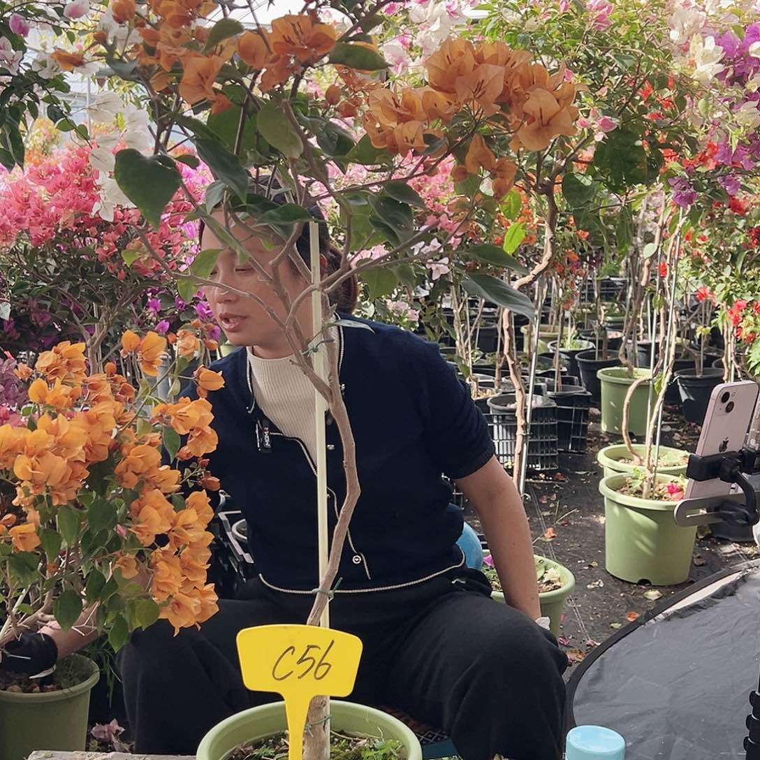 心***晴大部分花苞少量开放C56金色光辉