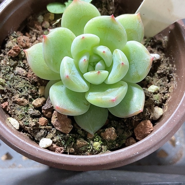 多肉植物雪花珍妮2046