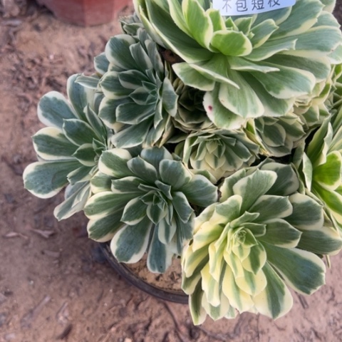 迈巴赫多肉植物法师6616