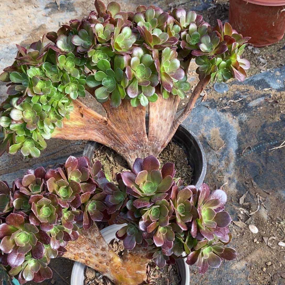 两颗朵朵玫瑰缀化
