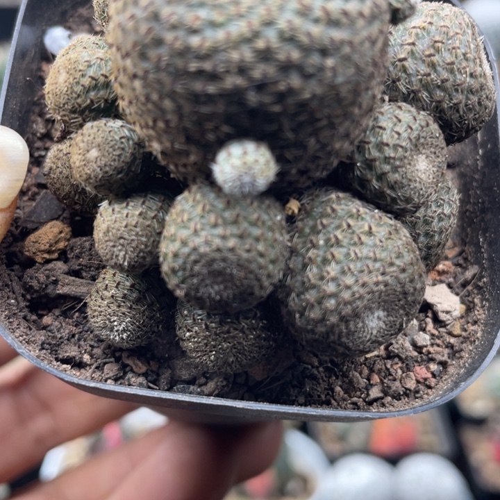 橙堡山仙人球带盆发货一颗包邮