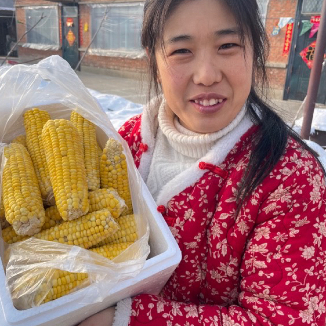 东北黄糯玉米香甜软糯粘新鲜鲜速冻玉米