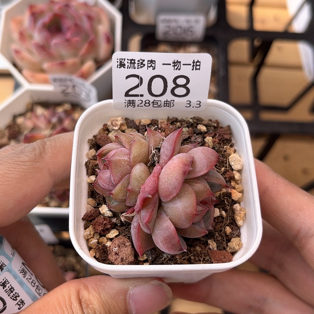 208 溪流多肉一物一拍