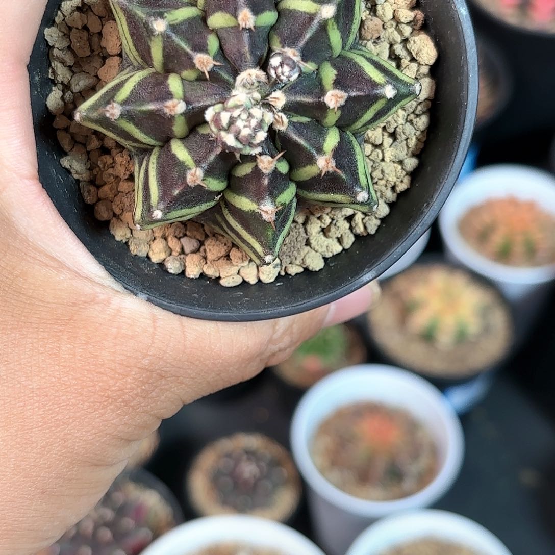 泰系实生米哈仙人球