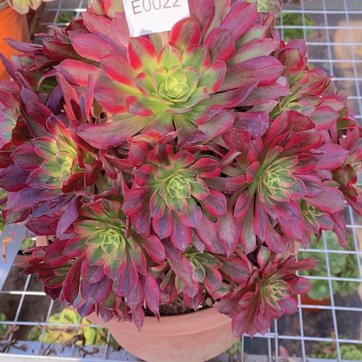 月***子闪购法师1棵安娜0022