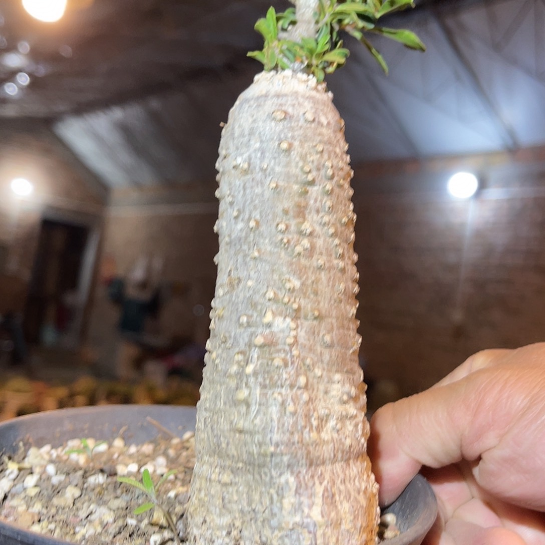 满38包邮2天凑单，脱土晾根发货多肉植物火星人