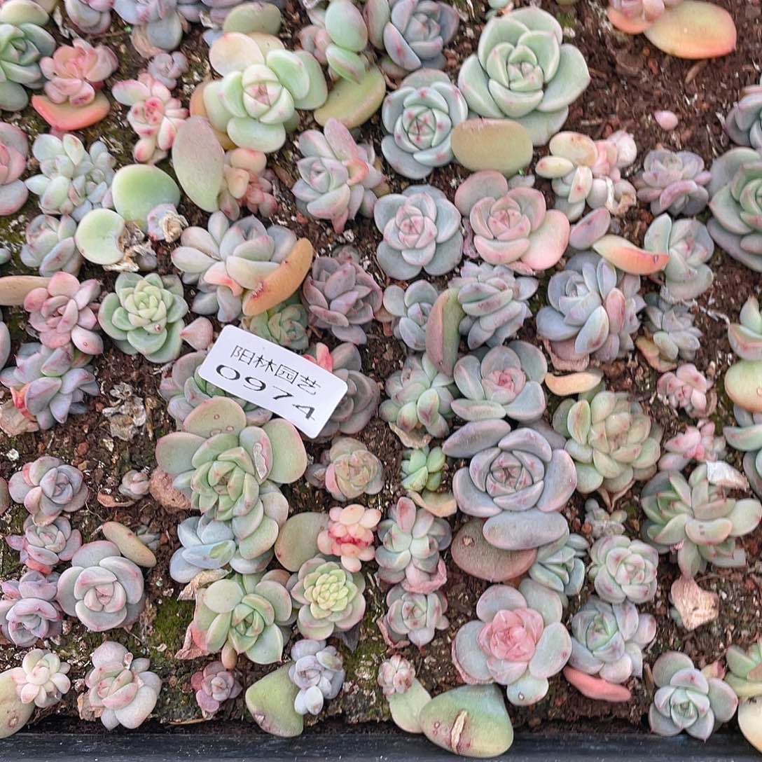 ，***n多肉植物多肉植物974