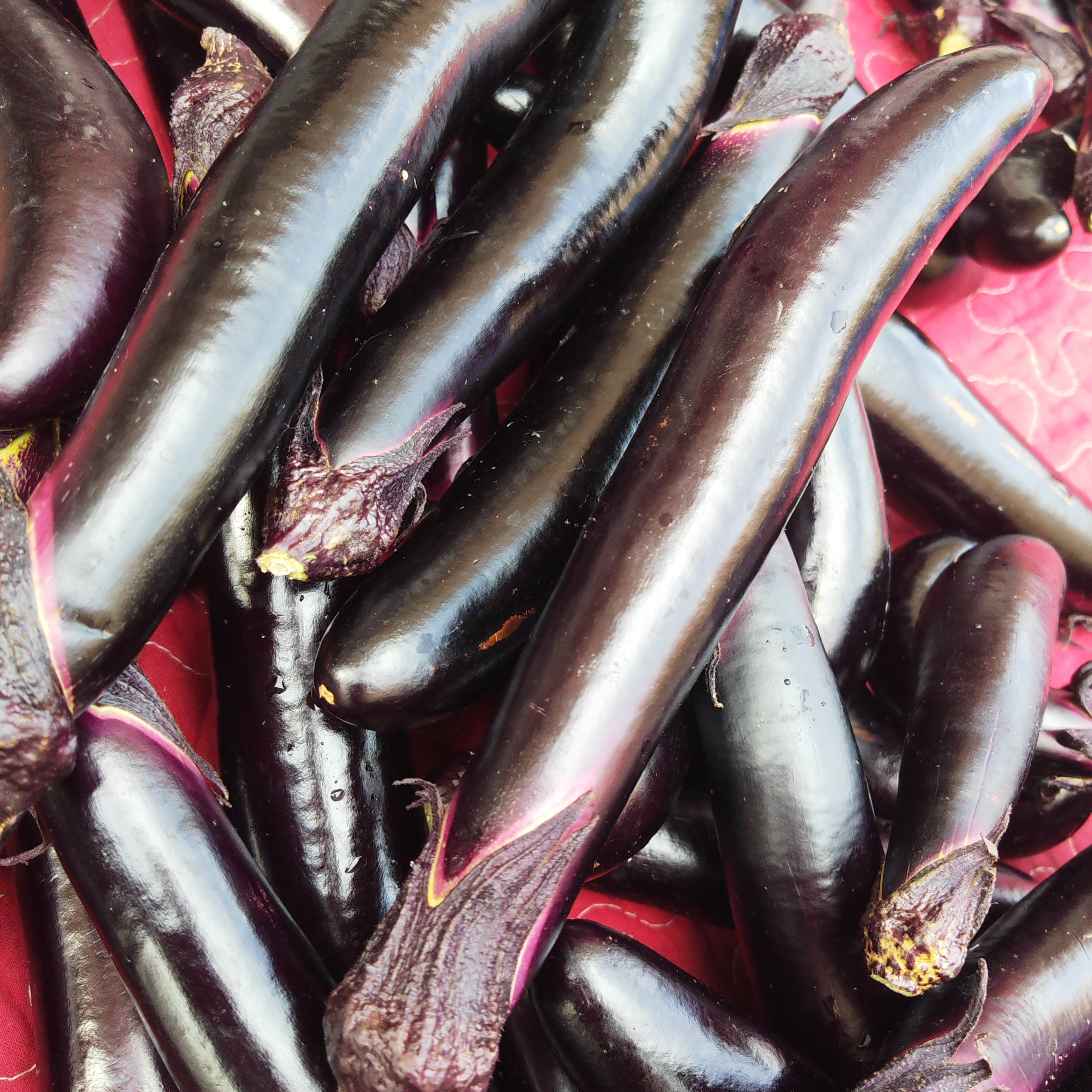 顺丰包邮正宗东北小紫茄子当季新鲜现摘可生吃的蔬菜