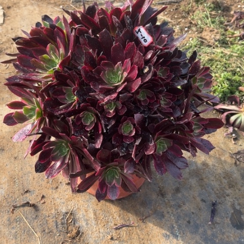 5-10赤霞飞处理不售后多肉