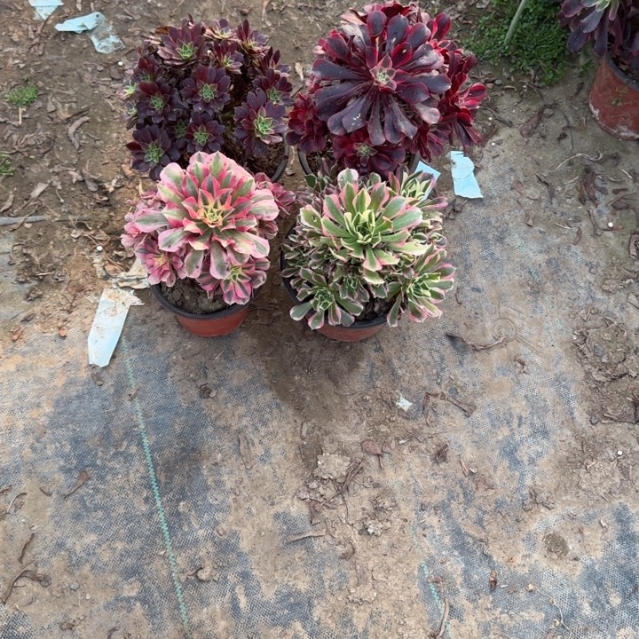 一单包邮不包侧枝23