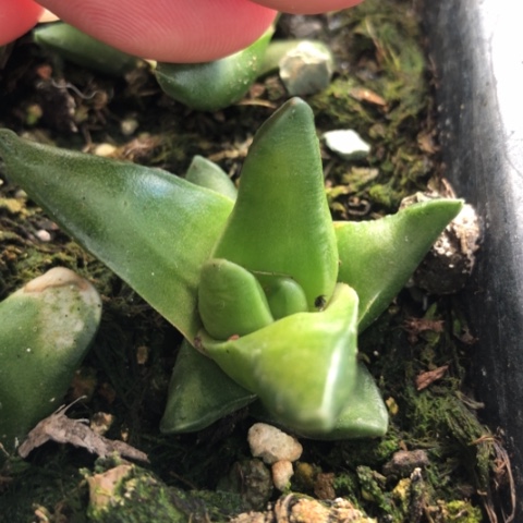 风车旋转硬叶硬叶