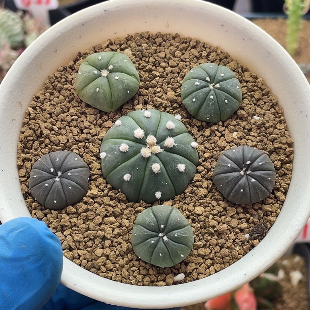 实生六颗福利仙人球