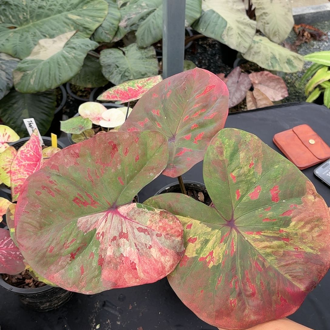 泰国彩叶芋23-0115