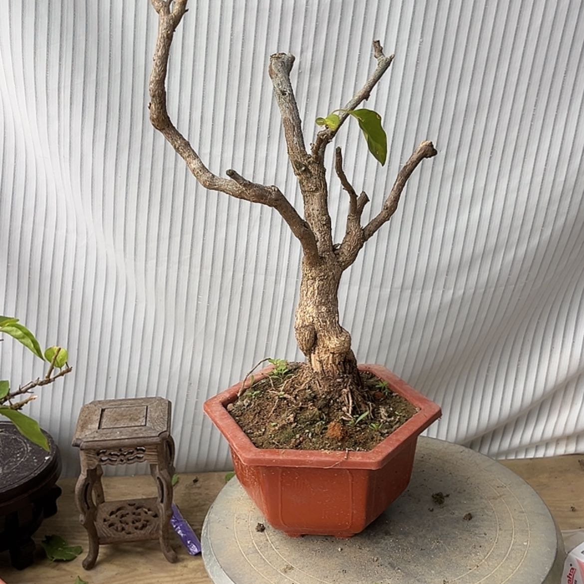 【闪购商品】完全开放金*