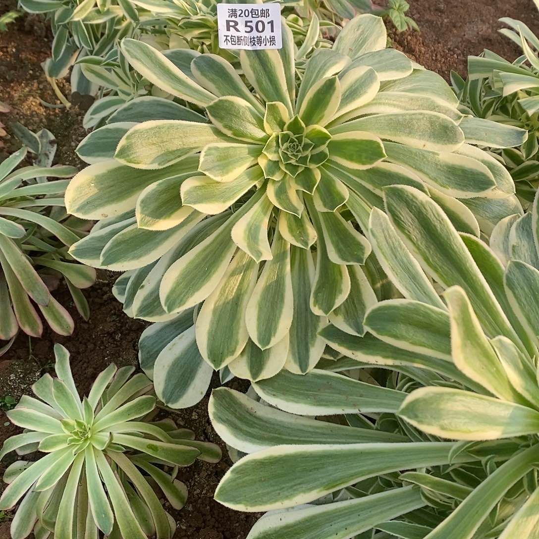 ?*501保时捷多肉法师锦