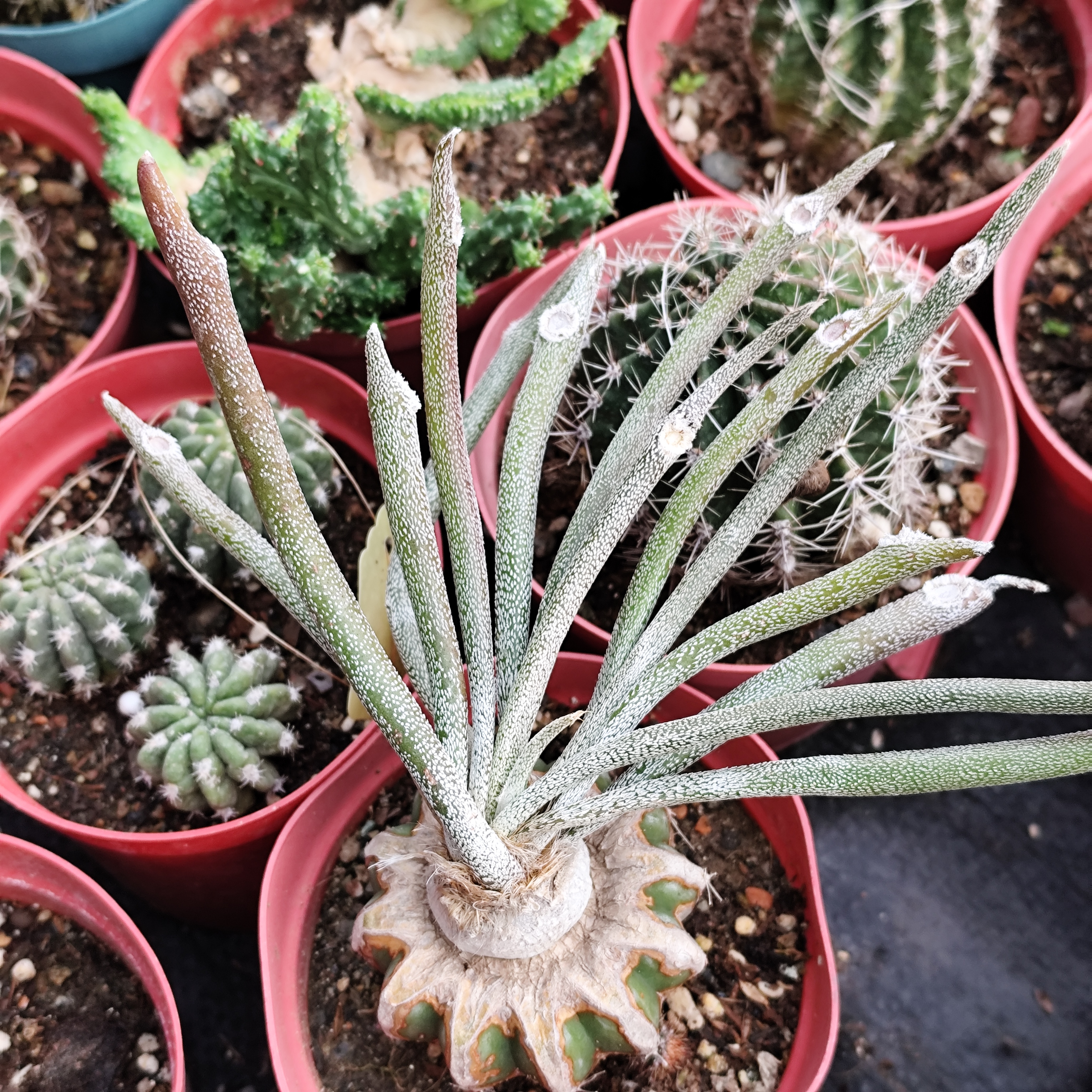 美杜莎嫁接草球一物一拍