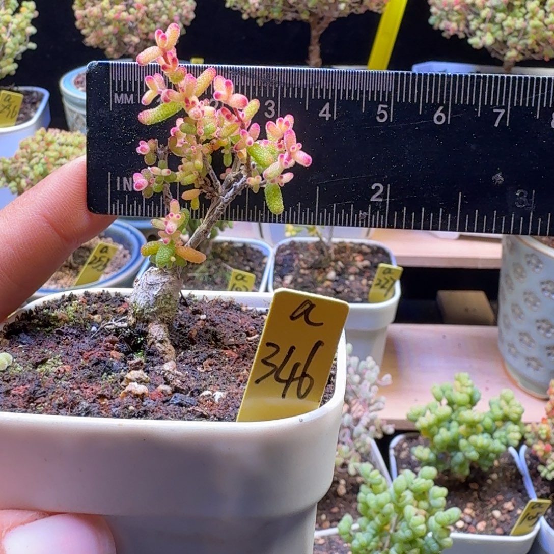 ****ºa346号嫁接架猪冠服2厘米左右