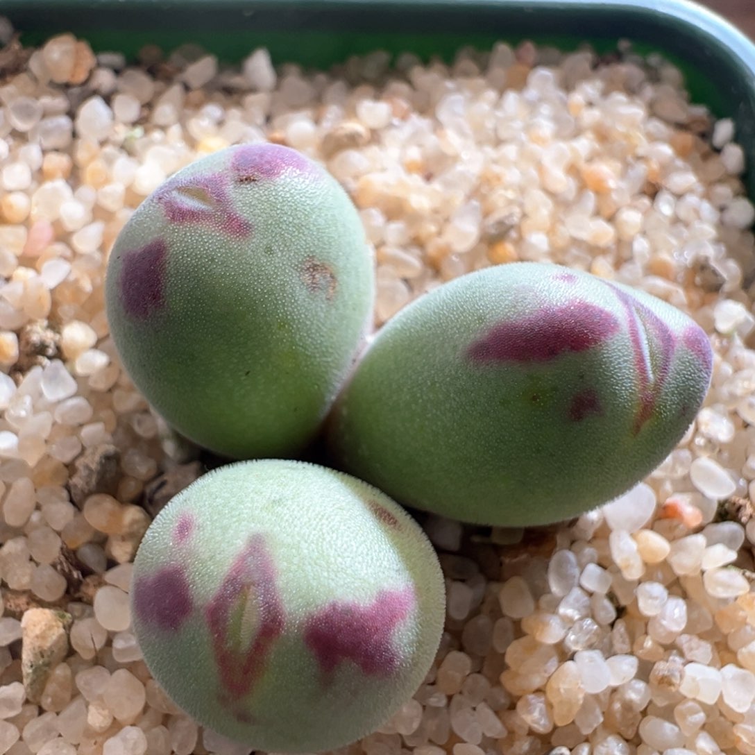 216。优选沙文利亚杂少将