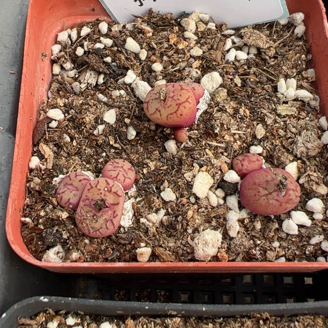 6-81肉锥多肉植物
