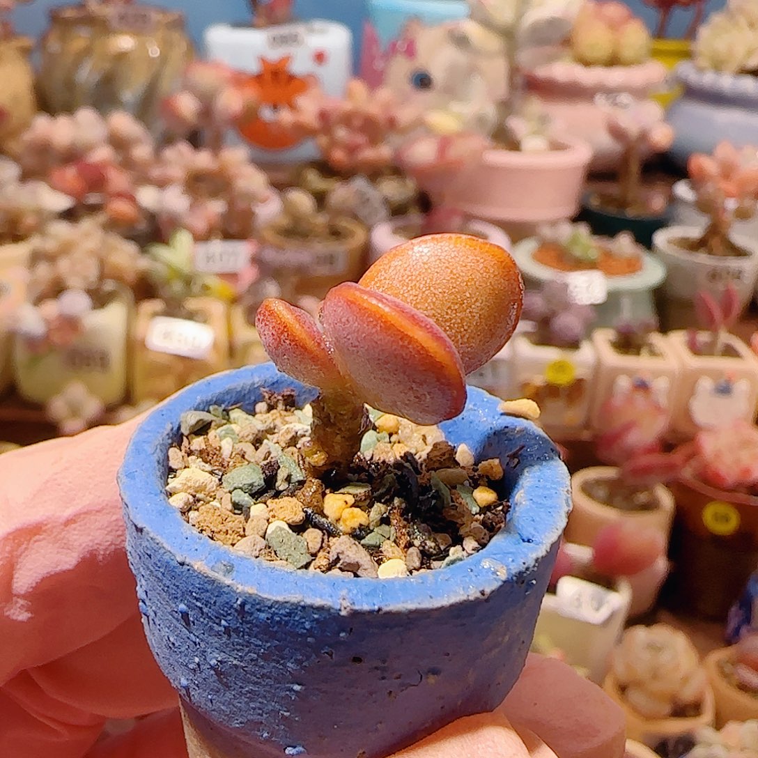 T可爱金丝蛋盆口2cm