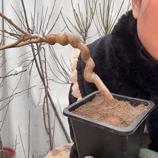 完全开放开半个月左右可以