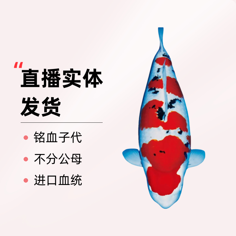 龙鳞锦鲤，进口血统，自家产，铭鲤子代，以直播实物为准