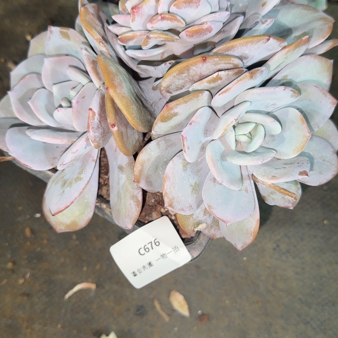 球***妈C676奶茶三头带分心   