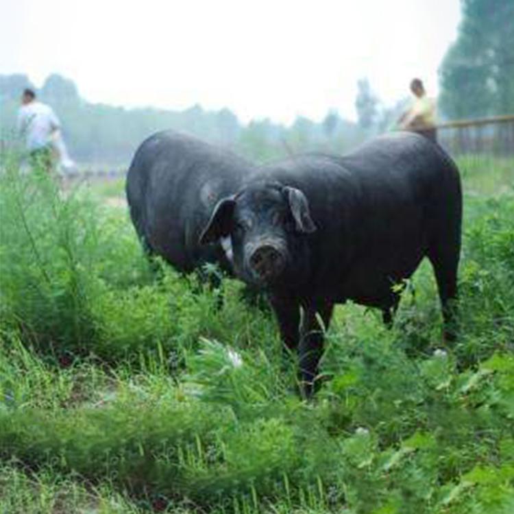 （排骨带肉）张家界高山放养农家黑土猪新鲜猪肉京东冷链包邮