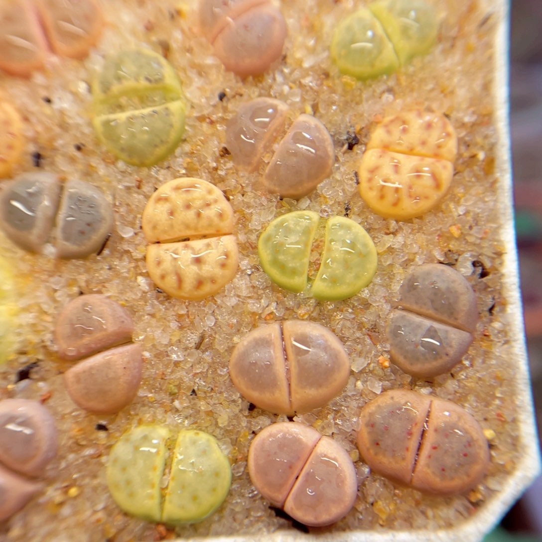 307. 4578467877766655666