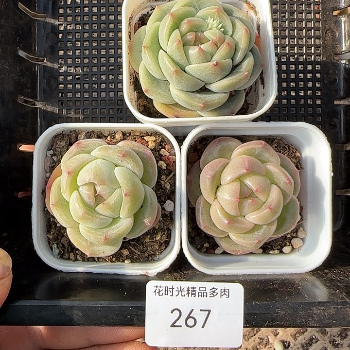 花时光精品多肉267