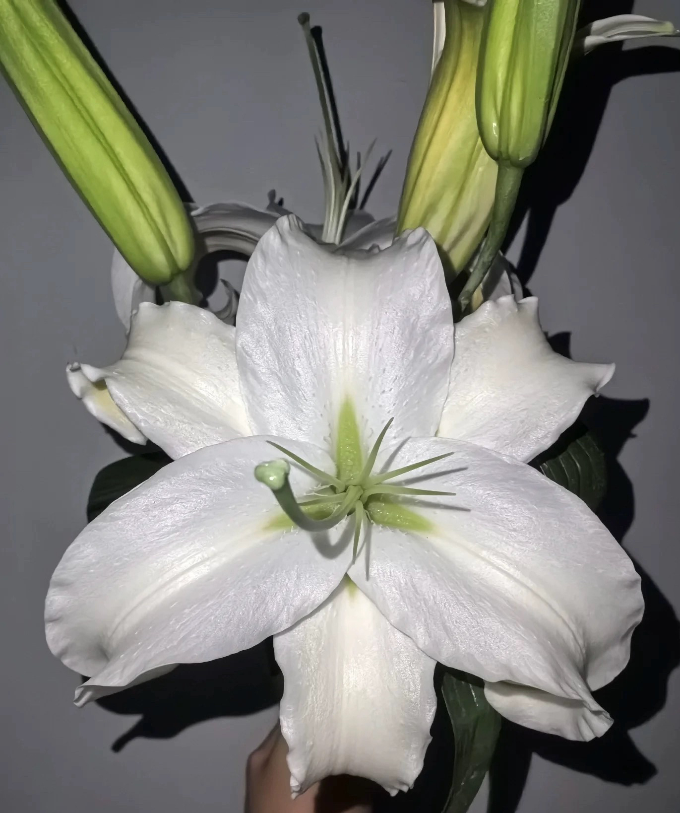 云南百合园花卉【西伯利亚】香水百合插花水养