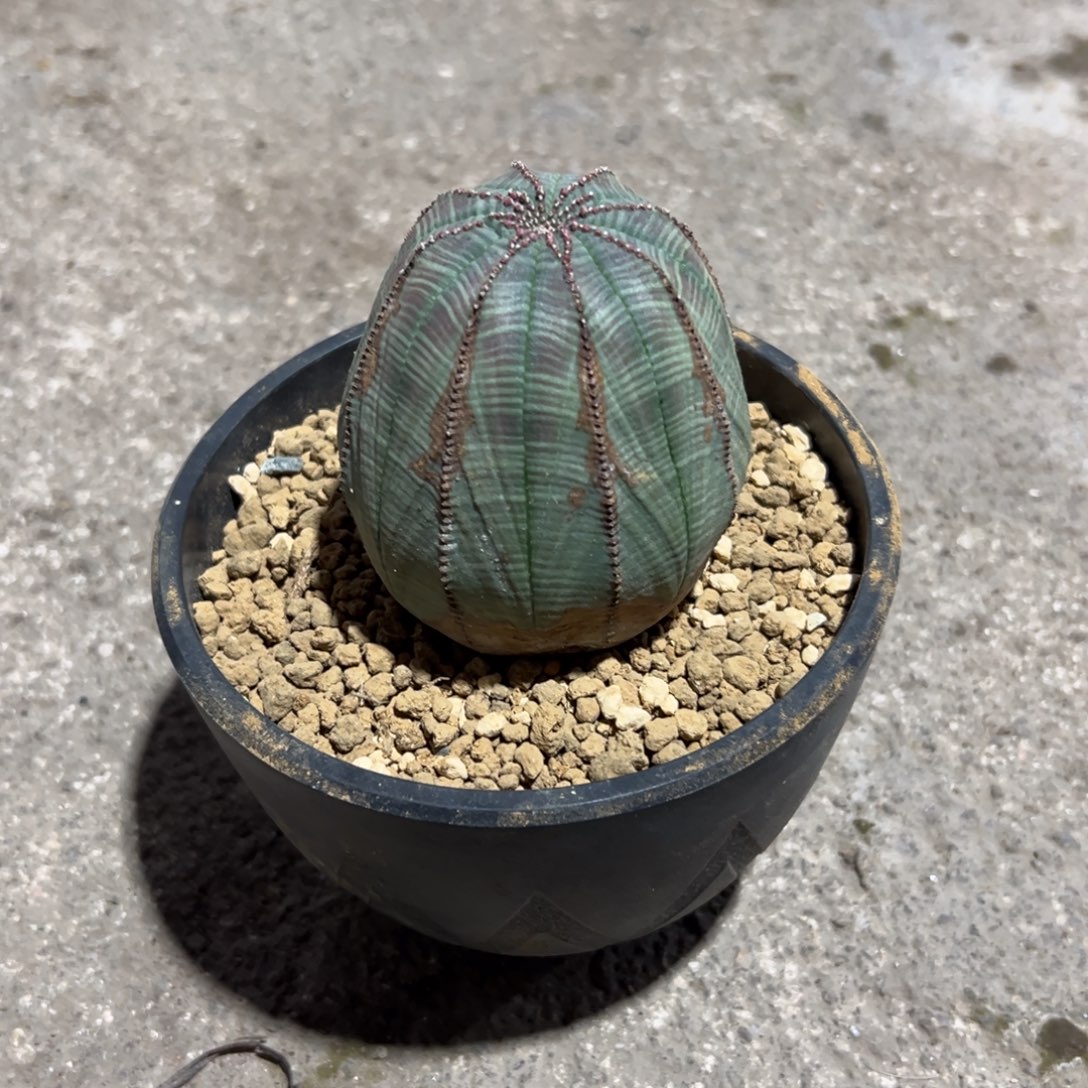 布纹wawwwwwwwwwwwwwwww