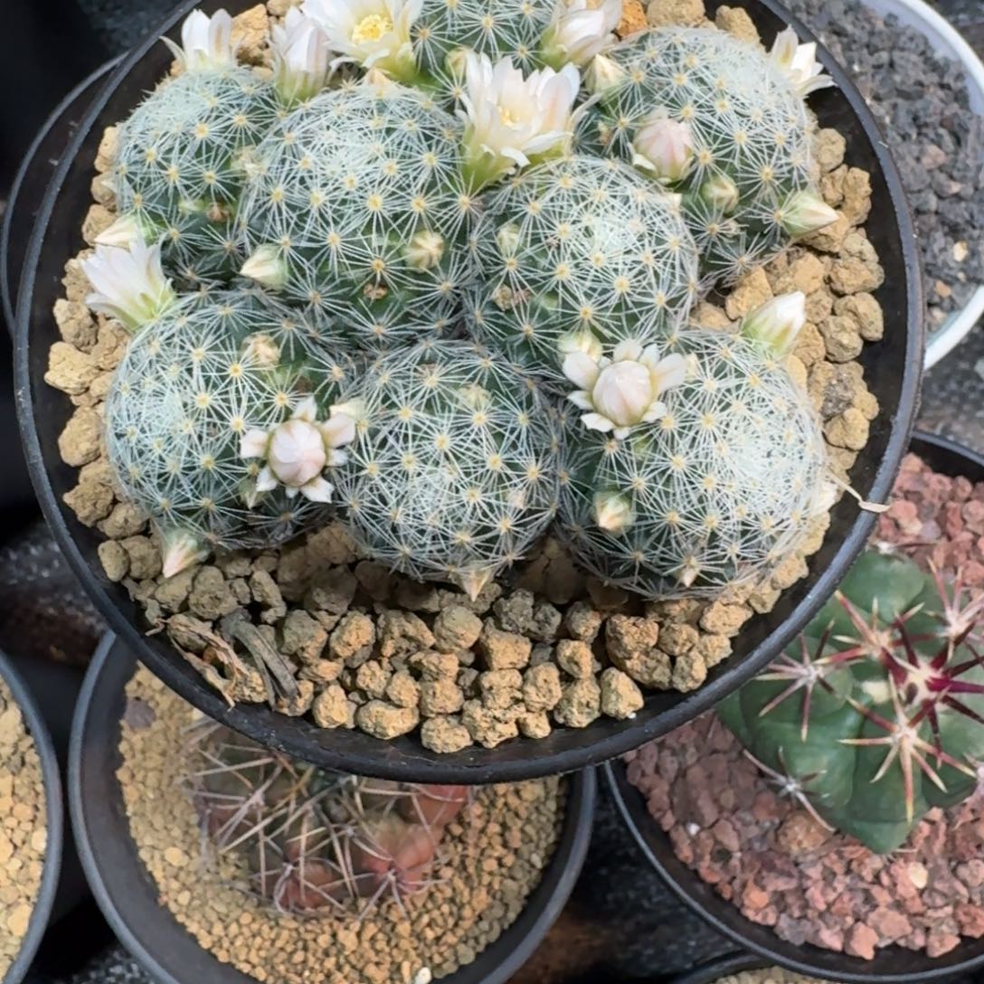 蔷***薇仙人球一物一拍吉赛儿