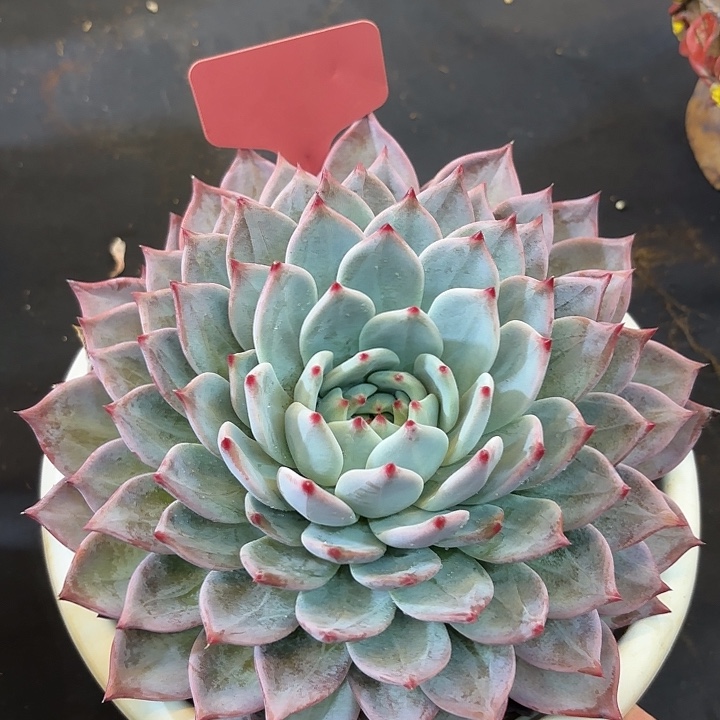 ****好云南精品多肉一物一拍