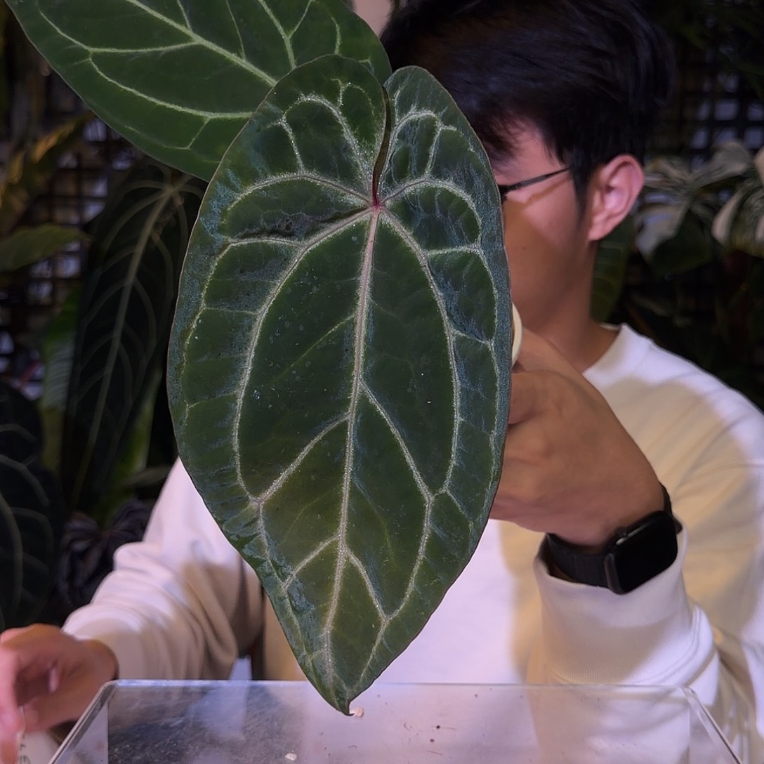 完全开放G122  红桃K