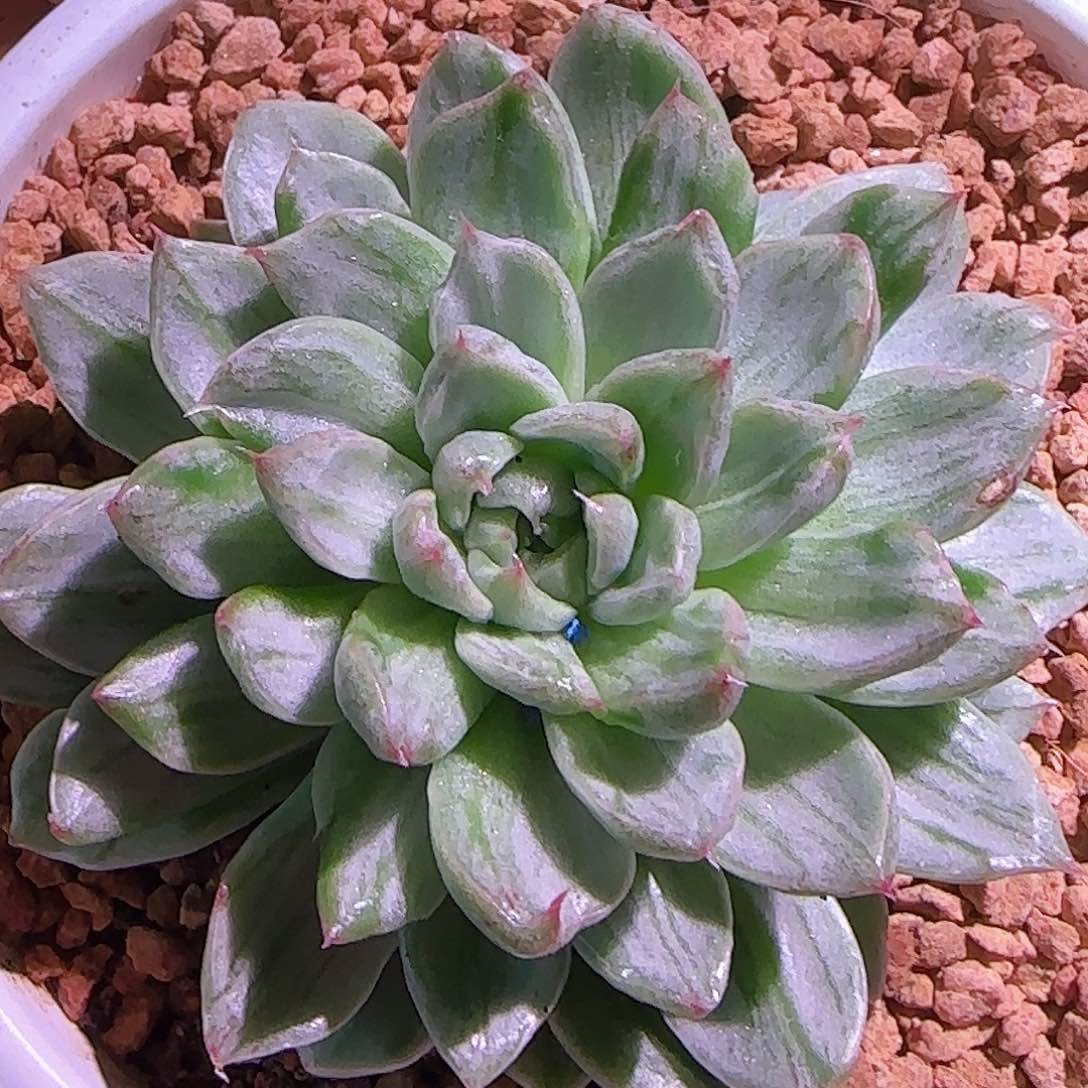 东云锦，多肉植物锦