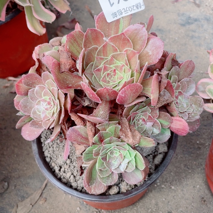 961花月夜多肉1234578