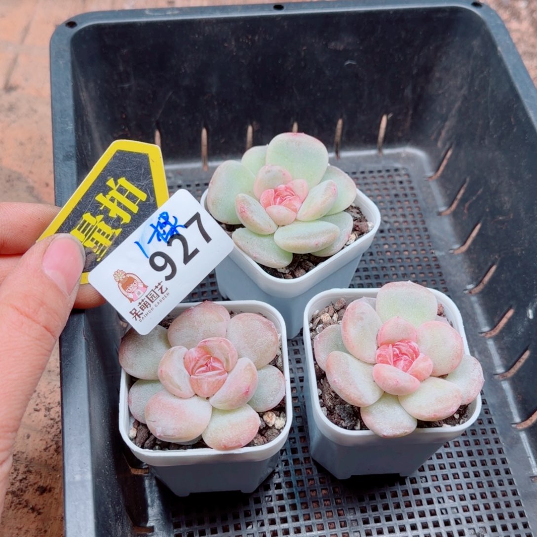 多肉植物多肉植物