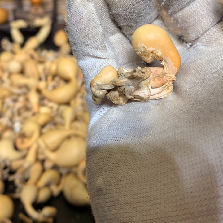 奶呼呼好甜呜呜啊好美