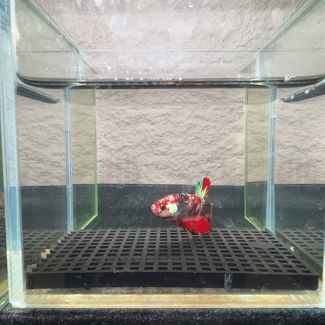 斗鱼阿浩泰斗10日49