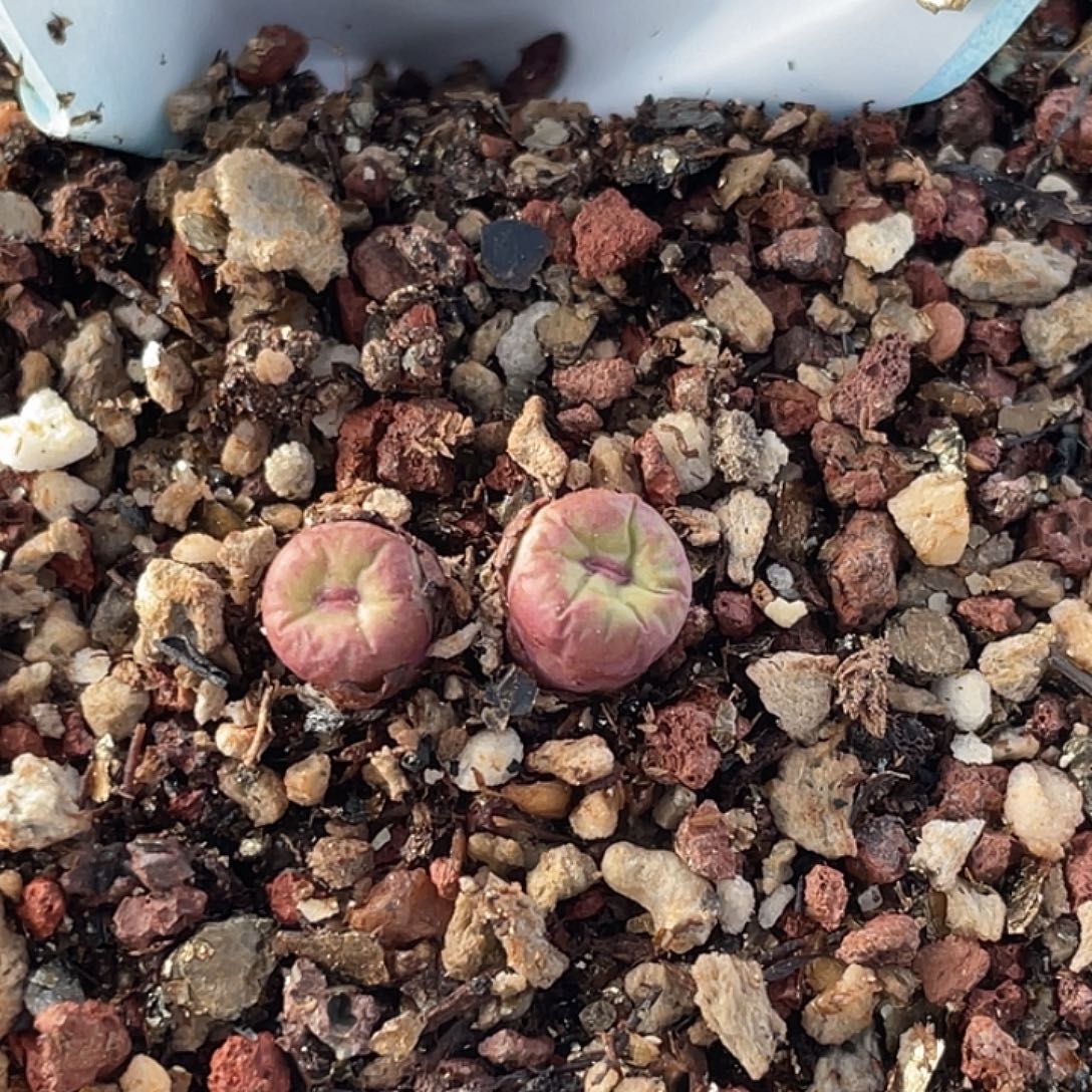 4-58嘴多肉植物肉锥