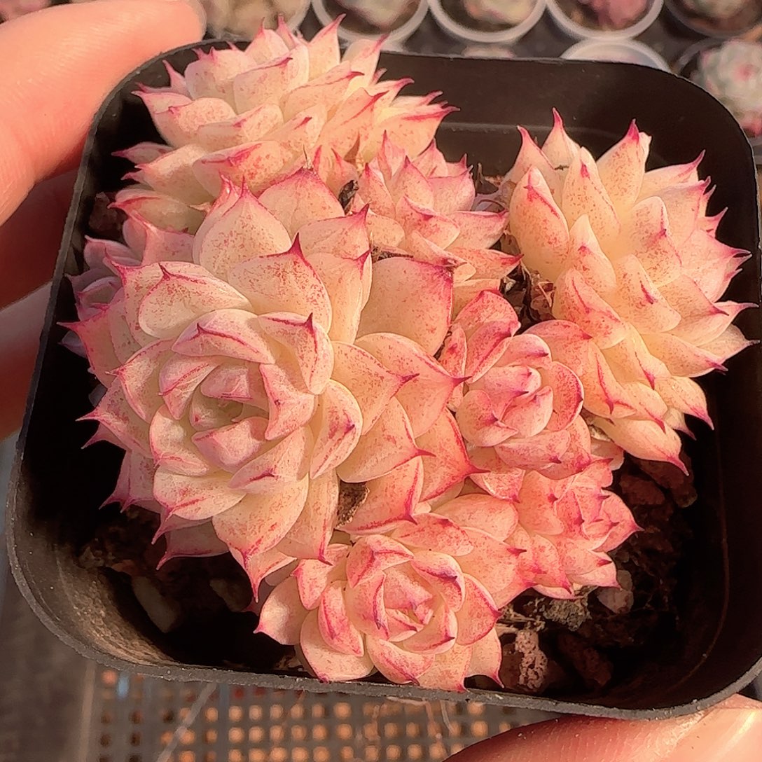 多肉1205-243优选麦秆