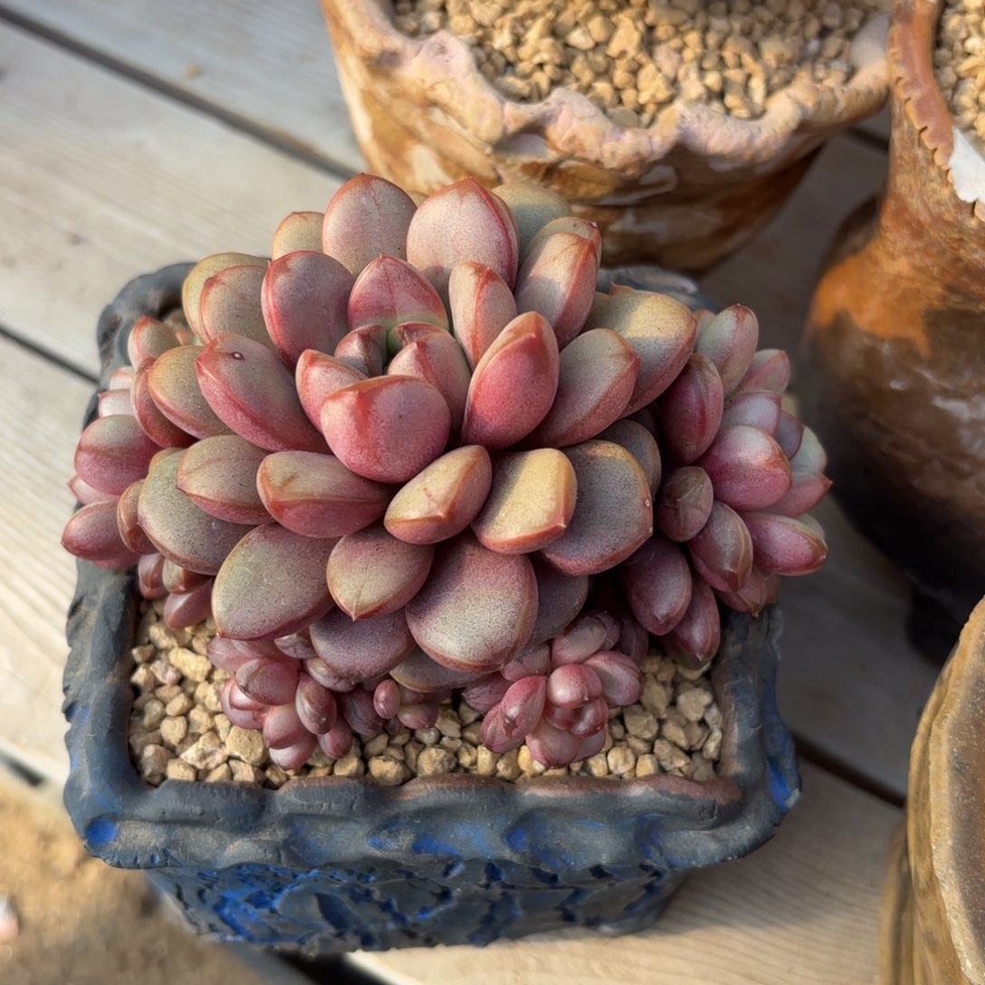 葡1111萄0000111111