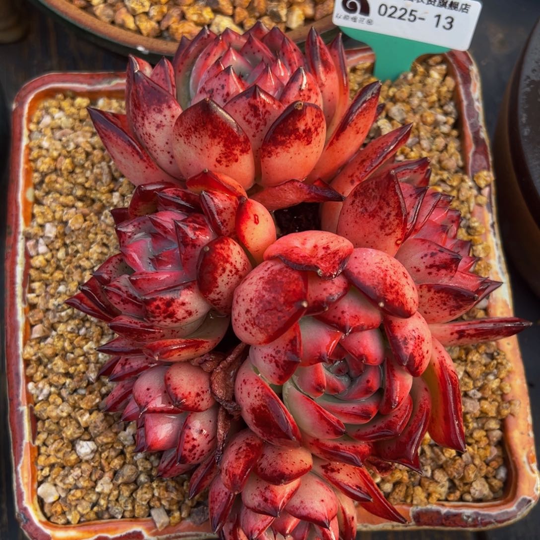 从前慢多肉精选编号0225.13