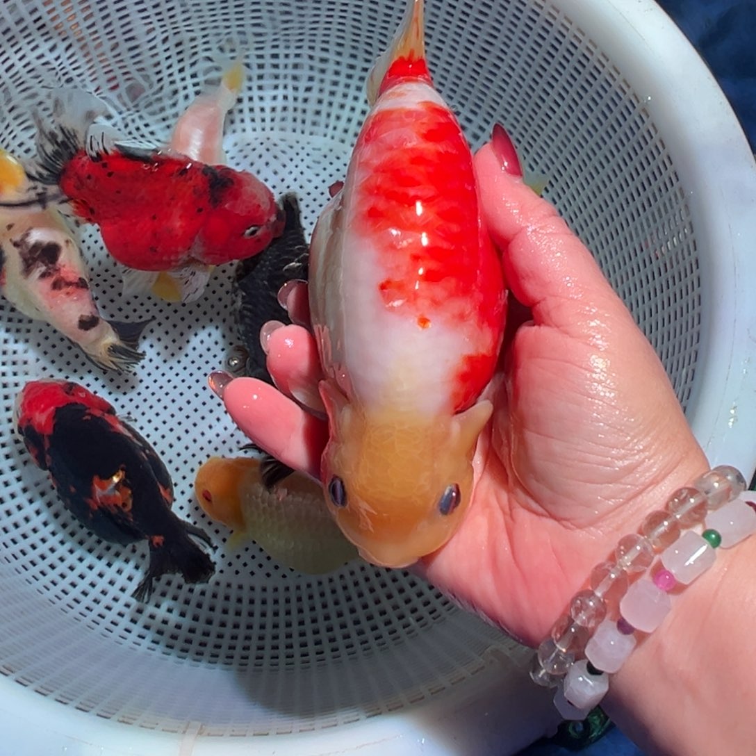 土***宝海水鱼潘氏金鱼兰寿金鱼
