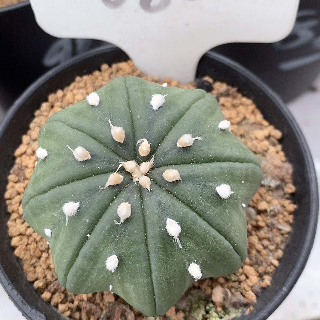 080琉璃海星指纹系列