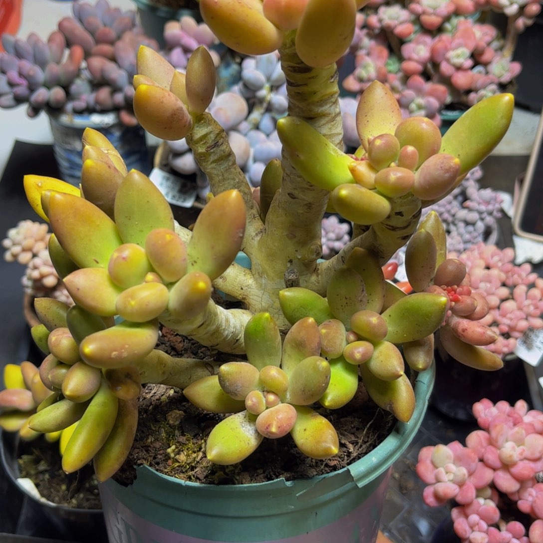 748大芒果奶（11头）