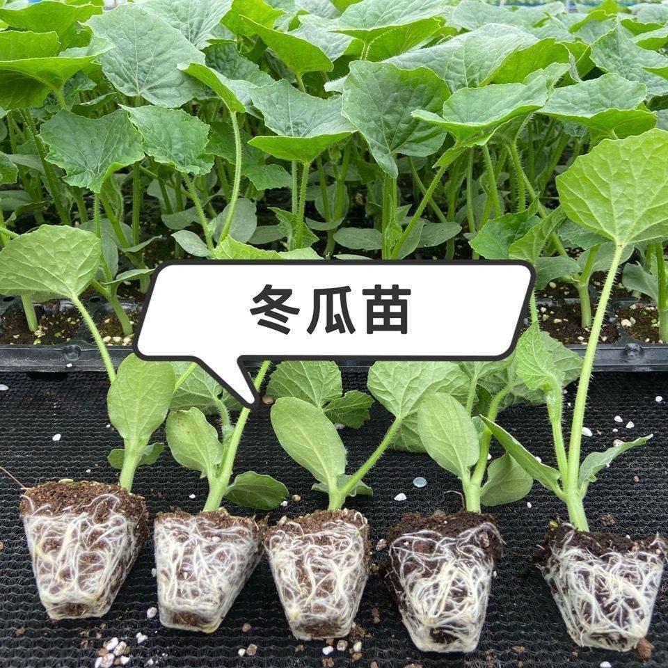 本地冬瓜苗广东大东冬爪种籽黑皮香芋粉皮青皮白皮米四川广西东瓜