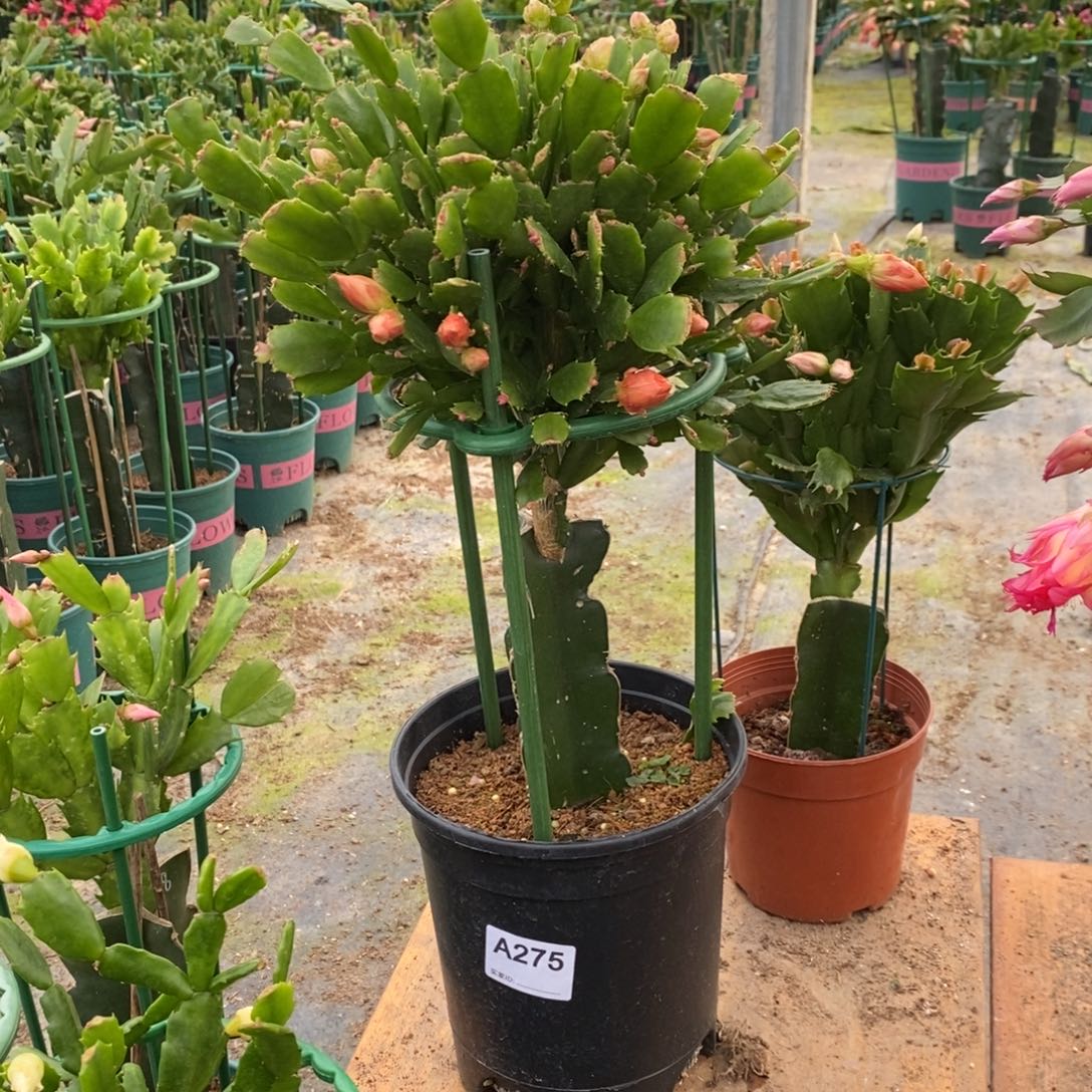 完全开放275嫁接028