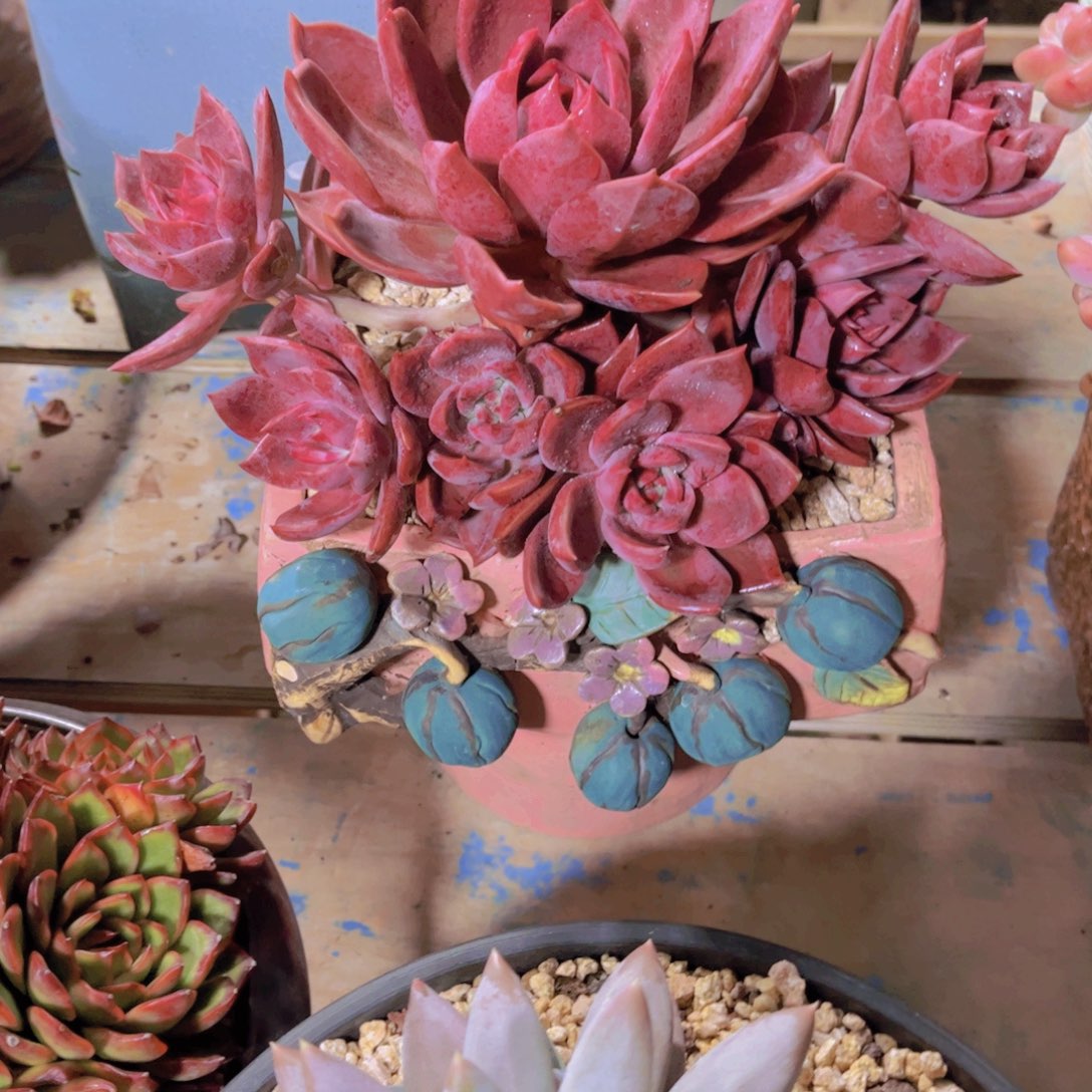 小***子多肉植物保护研究所所长的